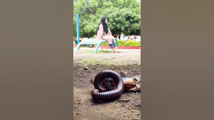 unexpectedly the millipedes approached the salted fish part-06#shorts #millipedes #animals