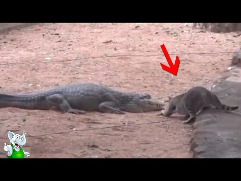 Кошки в Деле / Кошка Против Крокодила, Медведя, Змеи