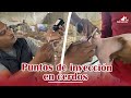 ¿Cómo se inyecta a un cerdo? | Granja San Lucas