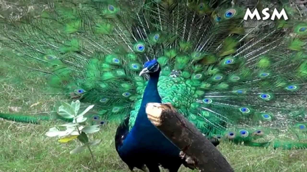 Beautiful Indian Peacock - YouTube