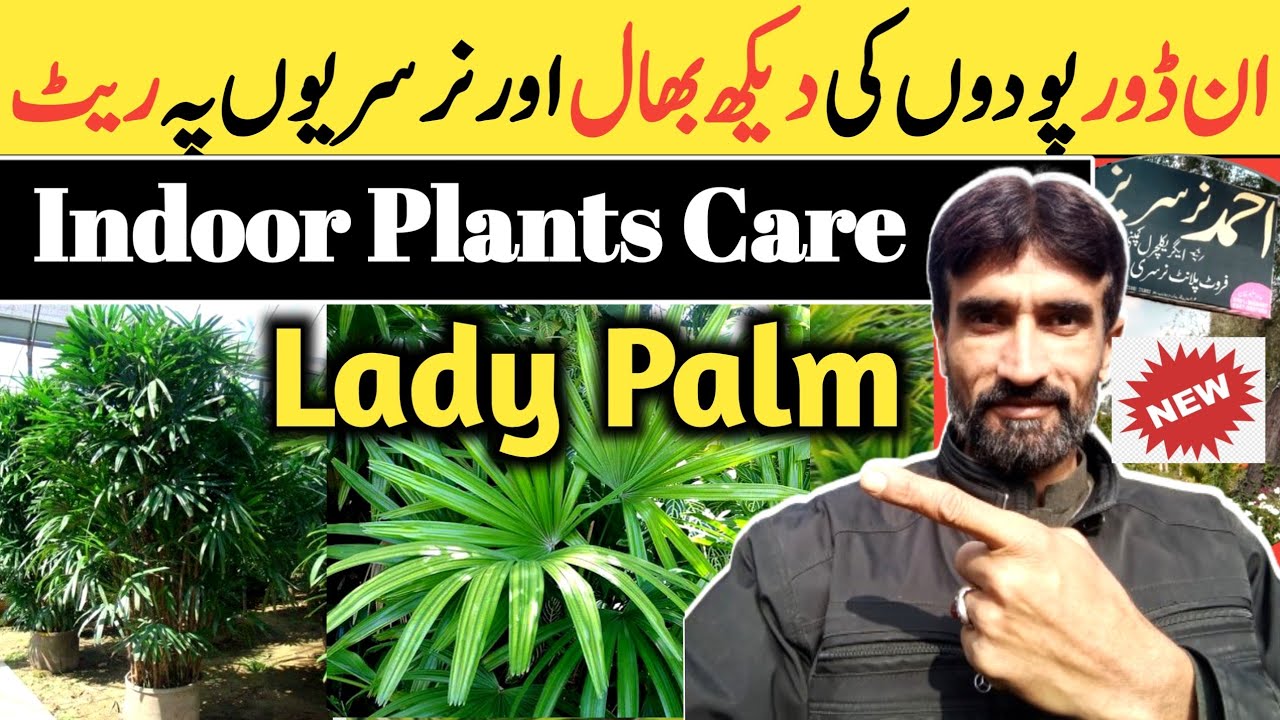 Lady palm plant care🌲 Indoor plant ki dekhbhal kaise karen YouTube