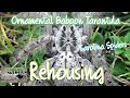 Rehousing The Ornamental Baboon Tarantula H Maculata