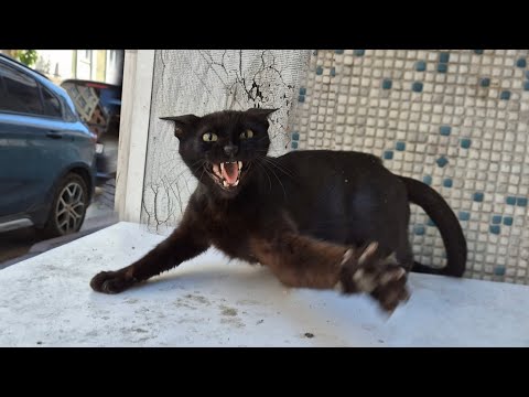 Wild Mother Cat Attacked Me Because I Approached Her Nest And Kittens 