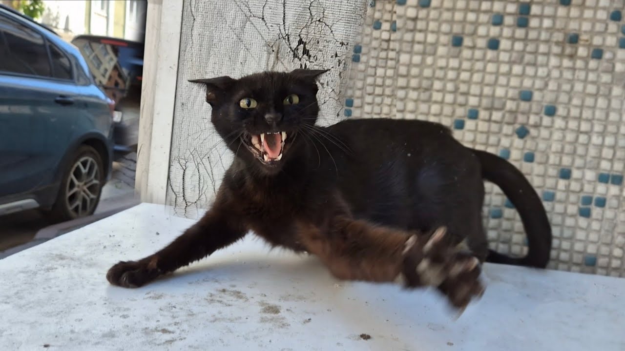 Wild mother cat Attacked me because I approached her nest and kittens.