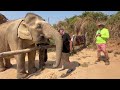 Hand-Feeding Elephants, Thailand, Realistic Asia from brigid f. 🐘