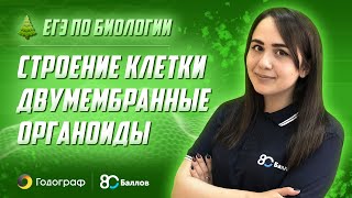 ЕГЭ по Биологии 2022. Строение клетки - двумембранные органоиды