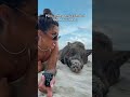 Je crois que je l’ai saoulé MDR (précision ce  Ce sont des cochons qui vivent sur une île) thumbnail