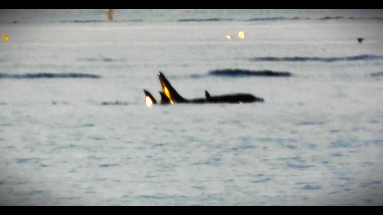 T065B Pod of Bigg's Orcas, aka Transient Orcas, off Sidney Island in Haro Strait, on July 31, 2025