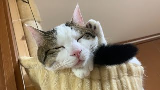ガヤガヤしてても平気で寝れる猫
