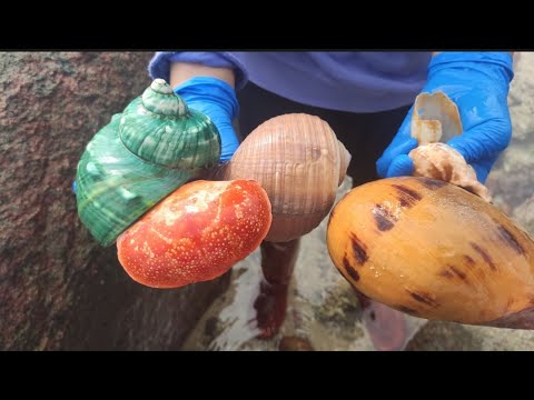 شواطئ غنية وقواقع جوز الهند الذهبية وسرطانات البرتقال ومأكولات بحرية لذيذة غير معروفة