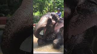 Elephant Bathing in kerala thekkady,,,Mini vlog