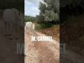 Mount Carmel Horses: the white mare on its way
