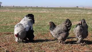 Download Lagu Brahma Karayaka Silver Partridge (Dark) 2017 - MP3