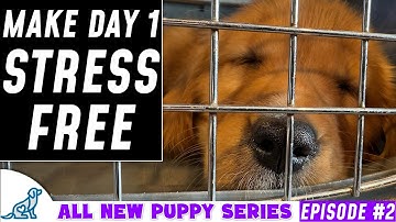 First Day / Night Home Puppy Training Plan (New Puppy Series)