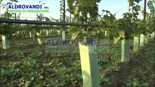 Irrigazione vigneto con ala gocciolante interrata subirrigazione - Macchina interramento