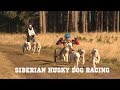 British Siberian Husky Dog Racing Championships 2018