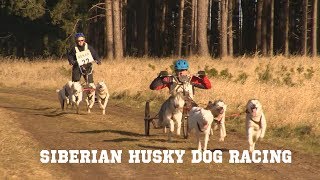 British Siberian Husky Dog Racing Championships 2018