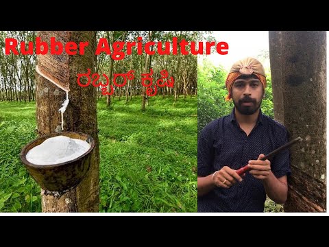 Rubber Agriculture | ರಬ್ಬರ್ ಕೃಷಿ | Rubber Plantation |Amrutha & Rohith&rsquo;s Vlogs