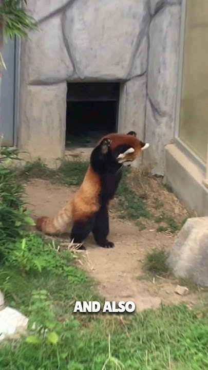 Why does red panda behave like this 😨 - YouTube
