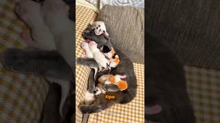 gato escalador kkk      #shorts