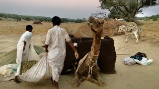 Camel Weightlifting In Pakistan In Field Load Heavy Weight On Camel After Reaping