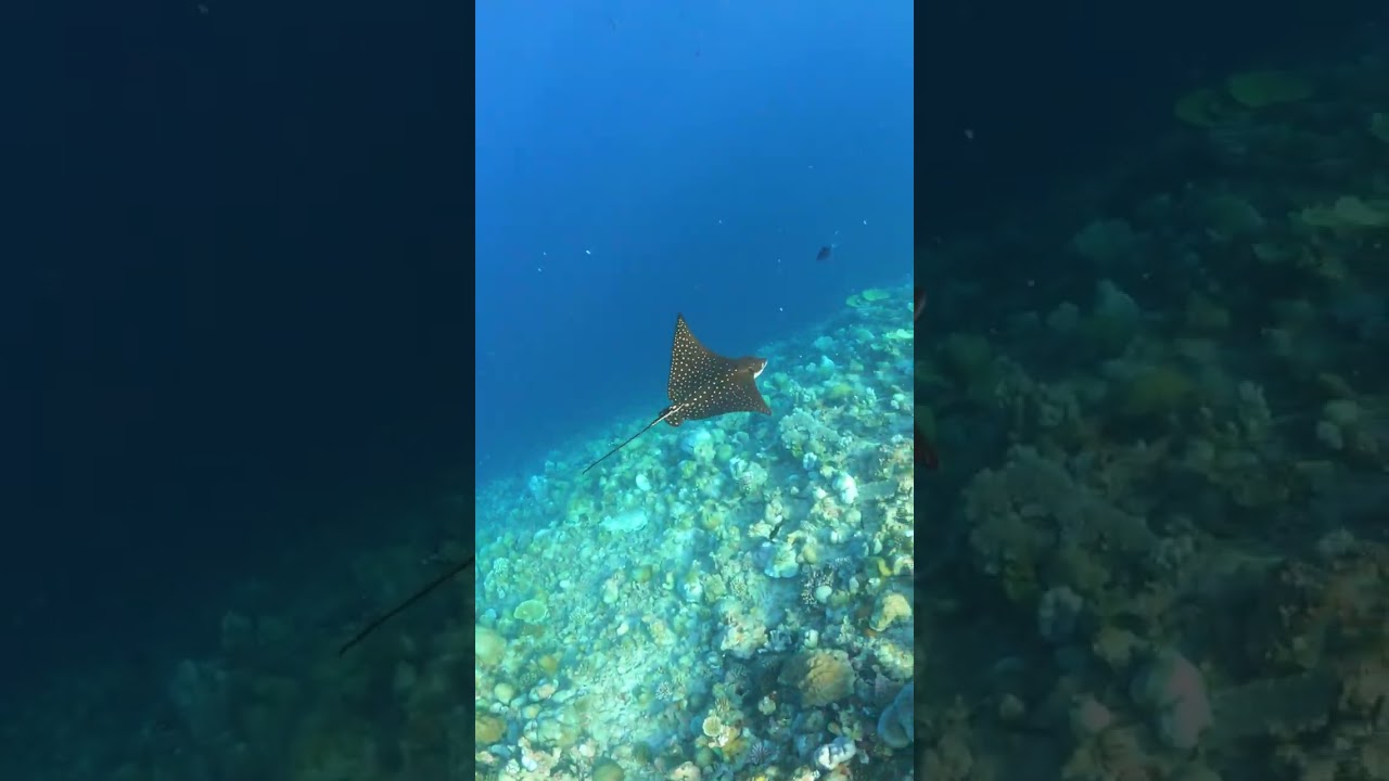 Spotted Eagle Ray