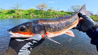 多摩川に4回通って仕留めたヤバいやつ