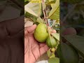 Grow Guava Fruit in Pots| Guava Fruit| #guava #fruit #harvest #fruiting #container #urbangardening