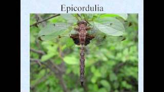 Odonates Libellules Léa La Libellule