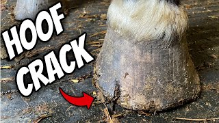 Hoof Crack. Restoration With A Trim