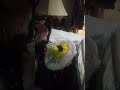 6min 25sec. drum solo recorded over a irig2 while playing on a boss loop pedal just messing around !