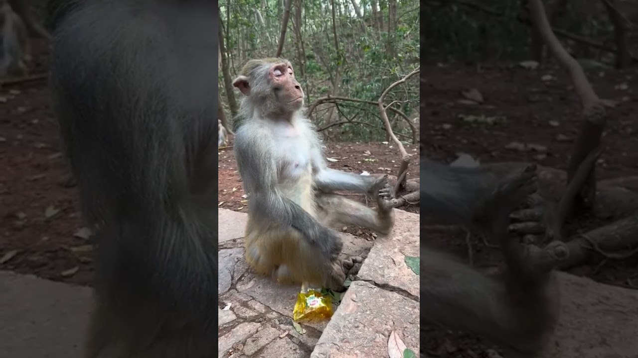 Is this the monkey's meditation posture 