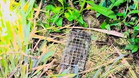 Bẫy Chuột Không Mồi Miền Tây