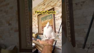 Fancy Pigeon videos #kabutarbazi #pigeon #bird #pigeons #kabotarbazi #shorts #ajpets #kabutar #love