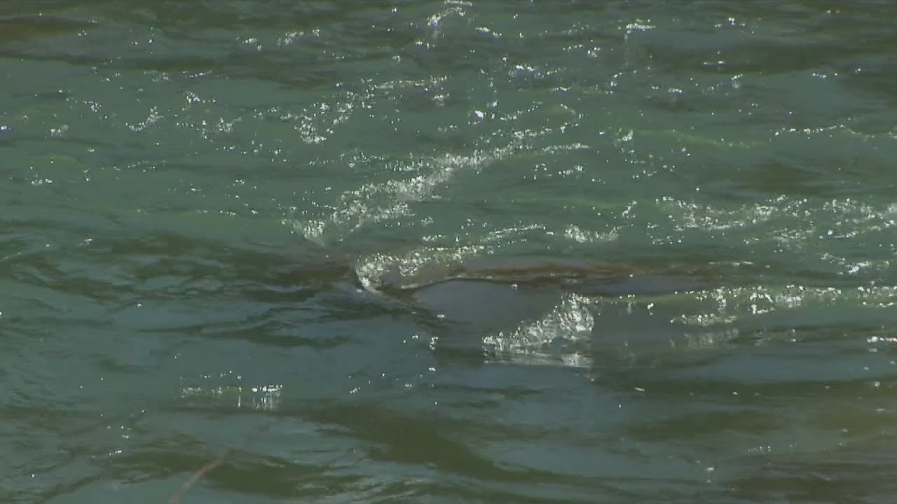 Chattanooga area creek new home for rainbow trout