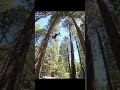 Climber Traverses 20ft from one Tree to Another #tree #climbing #interesting #work #shorts