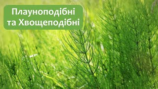 картинка: Біологія 7 клас (Балан). §24 Плауноподібні та Хвощеподібні
