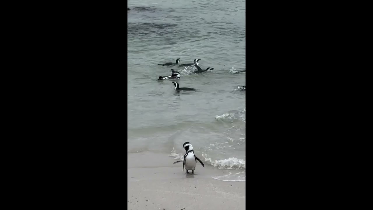 Africa Trip day 10 p5  African Penguins