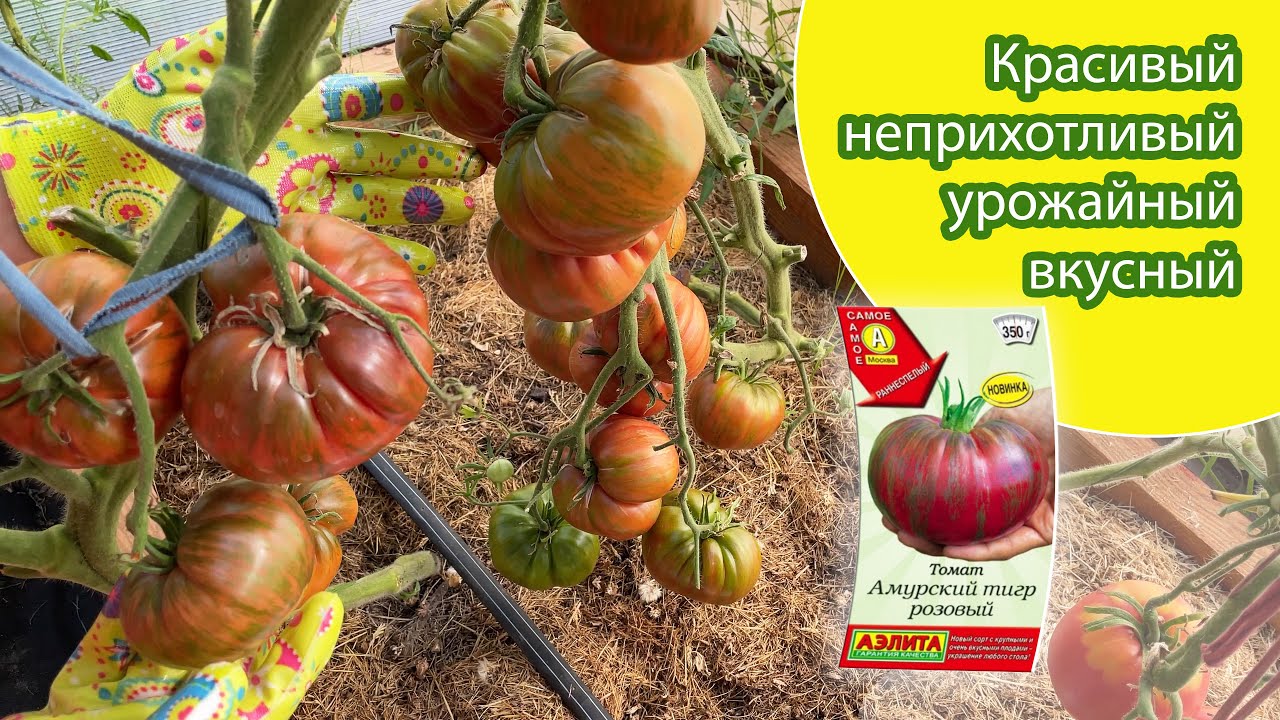 Томат Амурский тигр розовый завалит урожаем и не только. Tomato Amur .