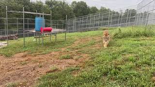 Kimba Says Hello On His Terms