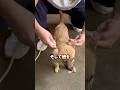 ワンちゃんのハーネスの作り方