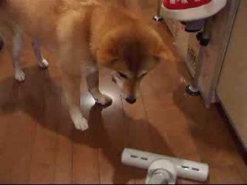 こまちblog動画その06　2008-02-16こまちVS掃除機