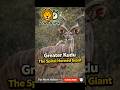 Greater Kudu – Africa’s Spiral Horned Giant | Amazing Animal Facts