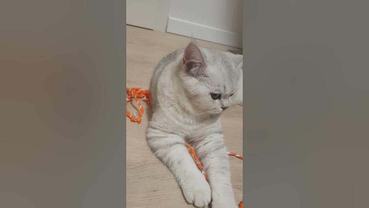 Merlin, die Katze, die faule Katze, schläft den ganzen Tag YouTube