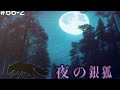 斎条史郎  八代亜紀/夜の銀狐 弾き語り