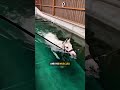 The Horse That Trains In Water 😳