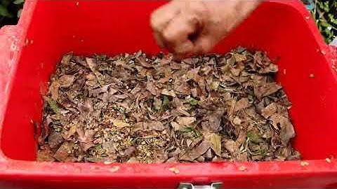 Greenrich Organic Microbes for Garden Waste - Demo Video