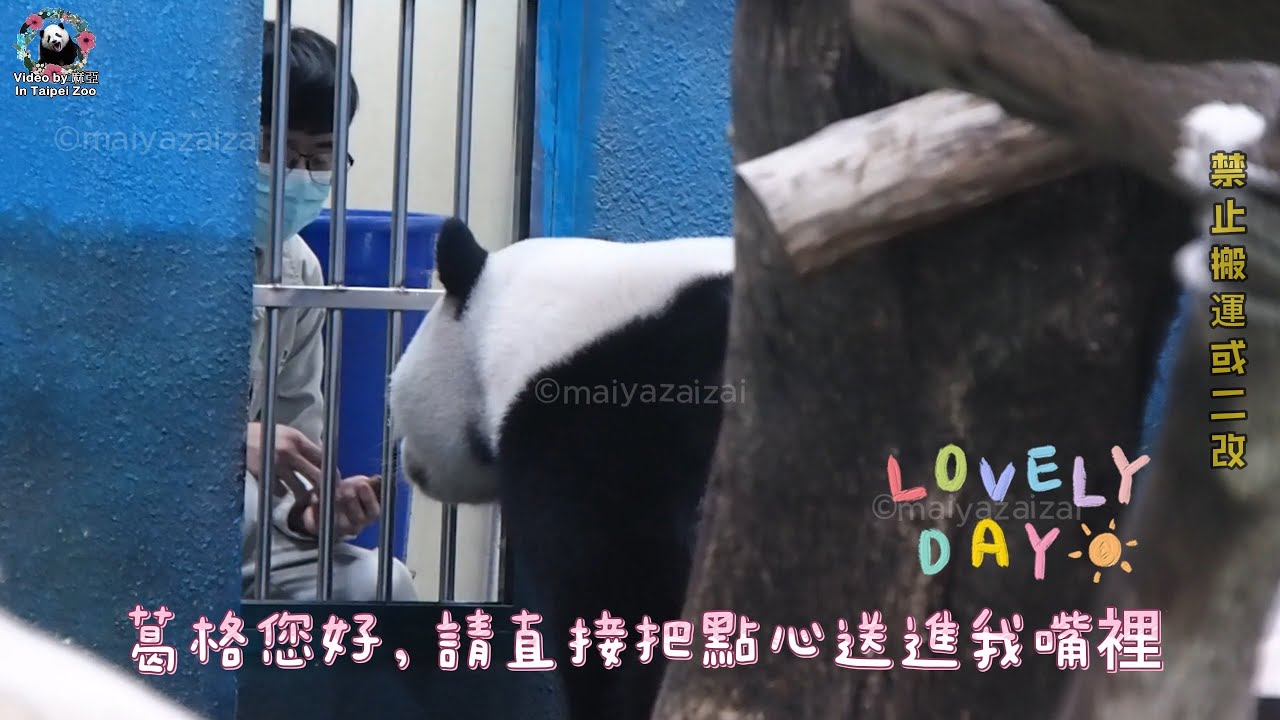 20241103 新葛格又來親餵圓寶吃點心，源源不絕的餵小吃貨 The Giant Panda Yuan Bao