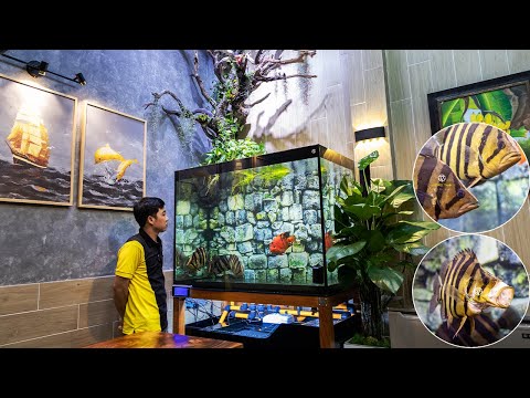 Video Ngắm HỒ CHÂN GỖ CÔNG NGHỆ ỐNG CAM ĐEN view 3 mặt chơi... - youtube