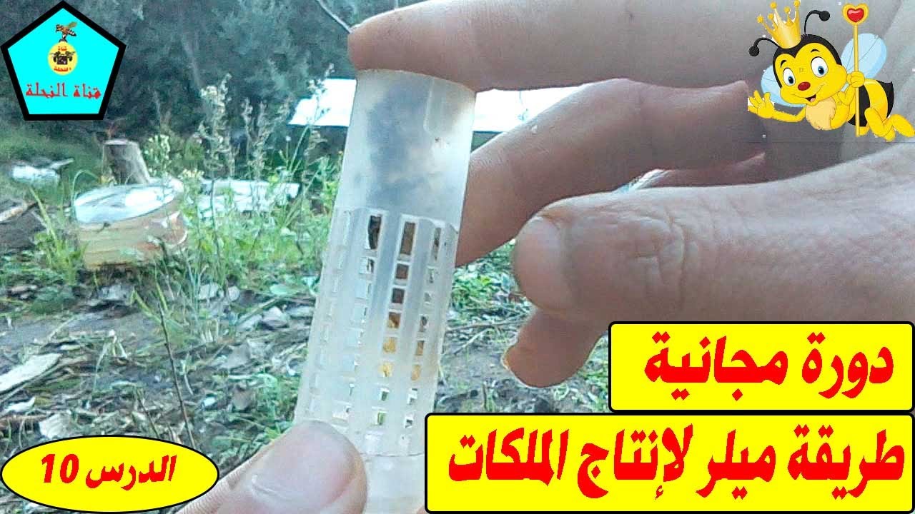 الدرس10_ دورة مجانية لإنتاج منحل متميز _ طريقة ميلر لإنتاج الملكات